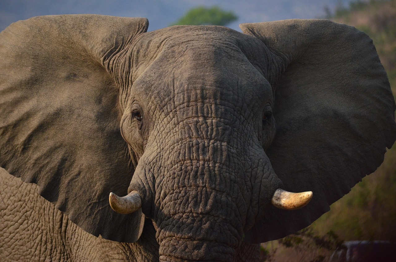 elephant-1860982_1280